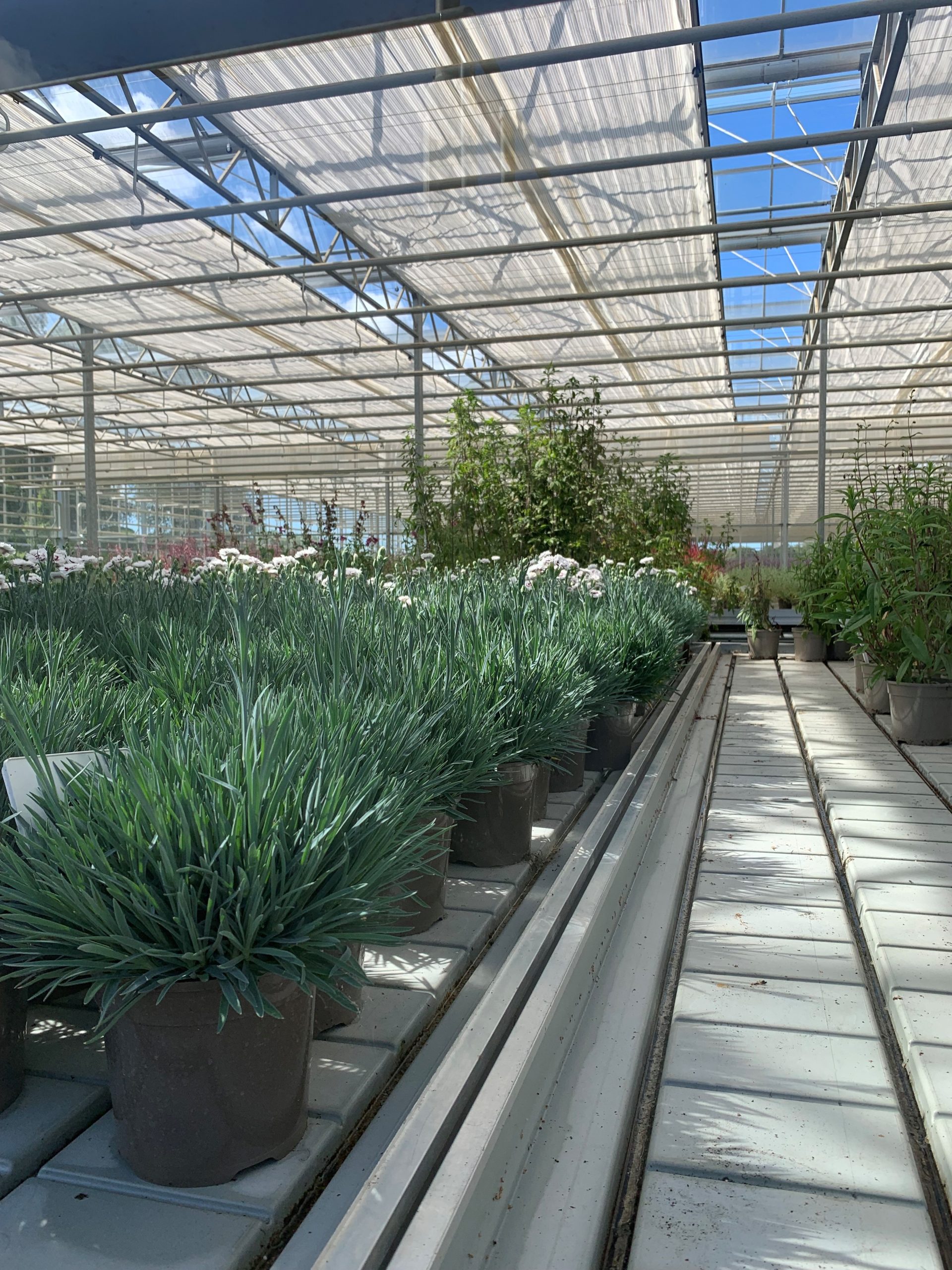 Events 2 & 5 Stewarts Greenhouses