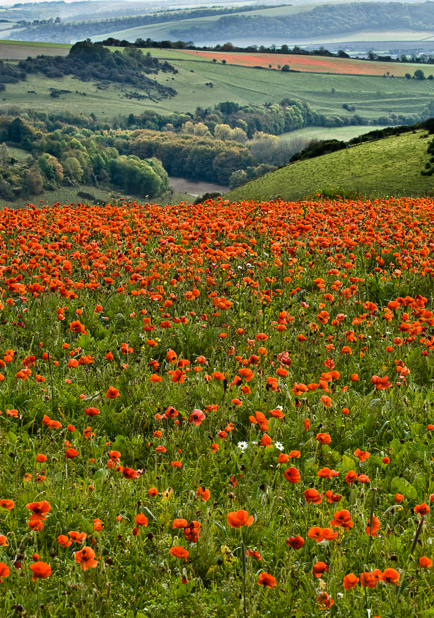 Event 14 Springhead and Iwerne Valley Walk